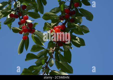 Zweig mit vielen Sauerkirschen vor blauem Sommerhimmel Stockfoto