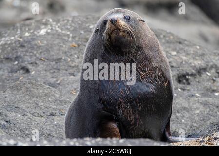 Erwachsene männliche neuseeländische Pelzrobbe (Arctocephalus forsteri), die am Ufer der Chatham-Inseln, Neuseeland, ruht. Blick auf die Tierwelt Photographie Stockfoto