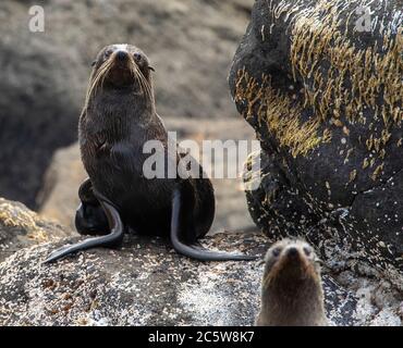 Zwei neuseeländische Pelzsiegelchen (Arctocephalus forsteri), die am Ufer der Chatham-Inseln, Neuseeland, ruhen. Der Fotograf direkt anschaut. Stockfoto