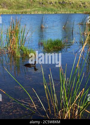 Neuseeländischer Scaup (Aythya novaeseelandiae) beim Schwimmen auf einem See in Neuseeland. Stockfoto