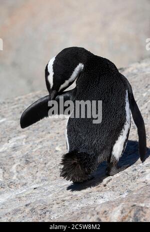 Der erwachsene Afrikanische Pinguin (Spheniscus demersus), auch bekannt als Jackass Penguin, am Boulders Beach, Simons Stadt, Südafrika. Stockfoto