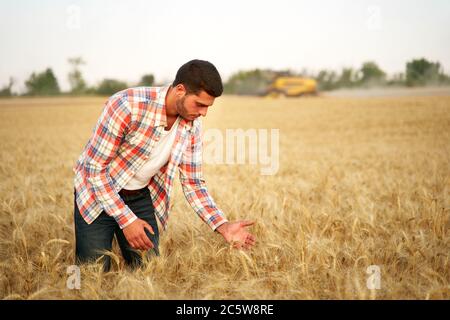 Agronom untersucht Getreideernte vor der Ernte sitzen in goldenem Feld. Lächelnder Bauer hält ein Bündel von reifen kultivierten Weizenohren in den Händen Stockfoto