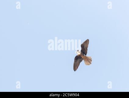 Blasse Morph Eleonoras Falke (Falco eleonorae) im Flug über Zypern. Ein Insekt in der Luft fangen. Stockfoto