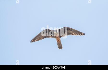 Eleonoras Falke (Falco eleonorae) im Flug über Zypern. Essen ein Insekt in der Luft. Stockfoto