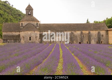 Die Abtei Notre-Dame de Sénanque mit Lavendelfeld in der Provence Stockfoto