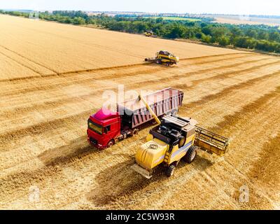 Luftdrohnenansicht. Überladung von Getreide von Mähdreschern in Getreidewagen auf dem Feld. Harvester Unloder Gießen geernteten Weizen in eine Box Körper Stockfoto