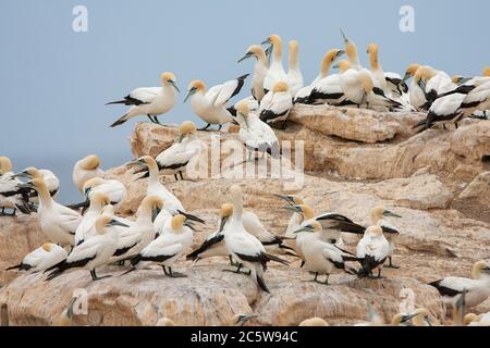 Gruppe von Cape Gantets (Morus capensis), die auf einem riesigen Felsen in der Kolonie auf der Vogelinsel in Lamberts Bay, Südafrika, ruht. Stockfoto