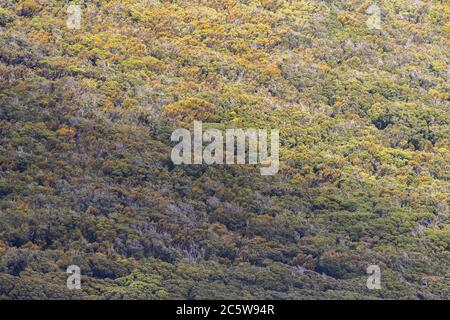 Carnley Hafen auf den Auckland Inseln, Neuseeland. Hügel bedeckt mit einheimischer Vegetation. Stockfoto