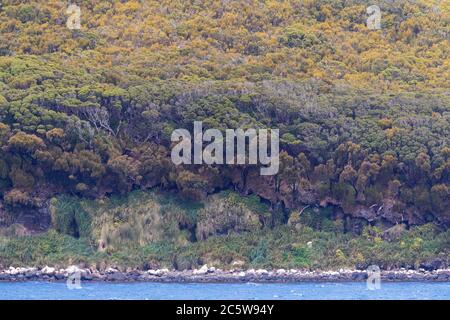 Carnley Hafen auf den Auckland Inseln, Neuseeland. Hügel bedeckt mit einheimischer Vegetation. Stockfoto