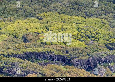 Carnley Hafen auf den Auckland Inseln, Neuseeland. Hügel bedeckt mit einheimischer Vegetation. Stockfoto