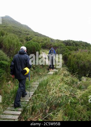 Boardwalk zur Brutkolonie des Southern Royal Albatross (Diomedea epomophora) in einer flachen Gegend in den Bergen auf Campbell Island, Neuseeland. Ma Stockfoto