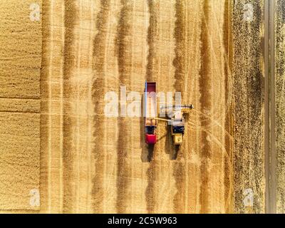 Luftdrohne Ansicht von oben: Überladung Getreide von Mähdreschern in Getreide LKW im Feld. Harvester Ablader Gießen Weizen in Box Körper Stockfoto