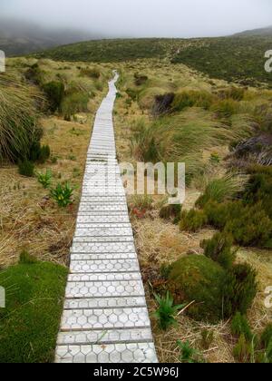 Boardwalk zur Brutkolonie des Southern Royal Albatross (Diomedea epomophora) in einer flachen Gegend in den Bergen auf Campbell Island, Neuseeland. Ma Stockfoto