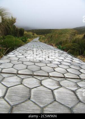 Boardwalk zur Brutkolonie des Southern Royal Albatross (Diomedea epomophora) in einer flachen Gegend in den Bergen auf Campbell Island, Neuseeland. Ma Stockfoto