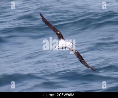 Antipodenalbatros (Diomedea antipodensis) fliegen über den subantarktischen Pazifik Neuseelands. Fotografiert mit langsamer Shuttergeschwindigkeit. Stockfoto