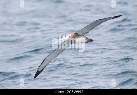 Antipodenalbatros (Diomedea antipodensis) fliegen über den subantarktischen Pazifik Neuseelands. Stockfoto