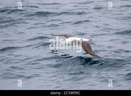 Antipodenalbatros (Diomedea antipodensis) fliegen tief über dem subantarktischen Pazifik Neuseelands. Stockfoto