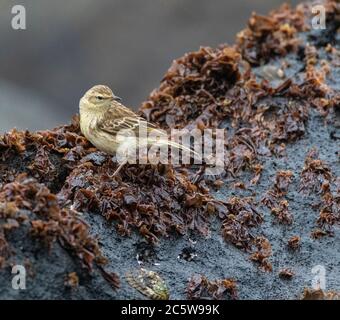 Antipodes Island Pipit (Anthus novaeseelandiae steindachneri), endemische Unterart der Antipodes-Inseln. Auf einem Felsen mit Algen bedeckt. Stockfoto