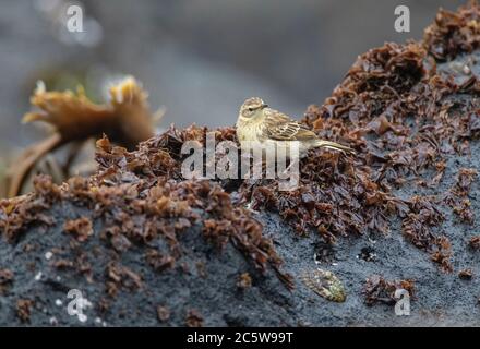 Antipodes Island Pipit (Anthus novaeseelandiae steindachneri). Eine endemische Unterart von Neuseeland Pipit von den Antipoden-Inseln. Stockfoto