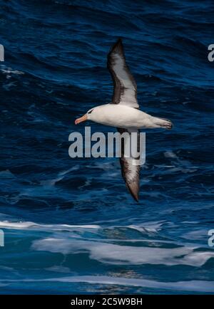 Erwachsene Schwarzbrauen-Albatros (Thalassarche melanophris) im Flug über den südlichen atlantik bei Südgeorgien. Stockfoto