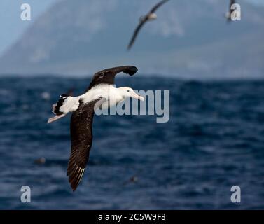 Erwachsener des vom Aussterben bedrohten Tristan Albatross (Diomedea dabbenena) im Flug auf See vor der Insel Gough. Andere Seevögel im Hintergrund. Stockfoto