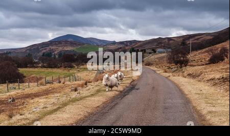 Freilandschafe grasen auf der Seite einer einspurigen Straße im Strath of Kildonan Valley in der Nähe von Helmsdale in den Highlands of Scotland. Stockfoto