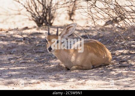 Kleiner männlicher Steenbok, Raphicerus campestris, der im Schatten unter einem Baum ruht, Kgalagadi Transfrontier Park, Nordkap, Südafrika. Kann mito existieren Stockfoto