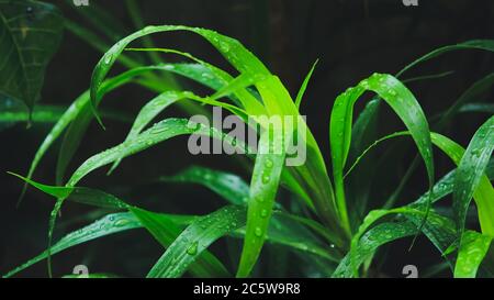 Wassertropfen auf dem grünen Rasen Stockfoto