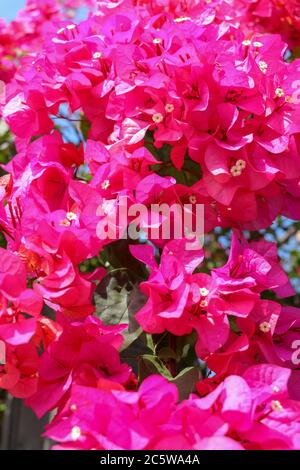 Schöne tropische exotische rosa oder rote Bougainvillea Blumen auf einem Zweig auf einem grünen Hintergrund in asiatischen Blumen. Nahaufnahme von Makrofotos Stockfoto