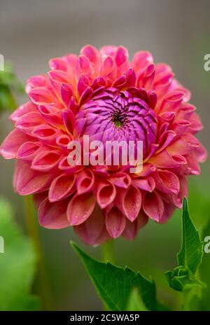 Nahaufnahme der Kugel Dahlia jowey winnie, mit lachsrosa Blüten und grünem Laub Stockfoto