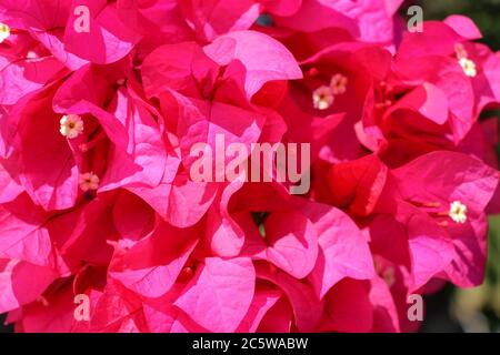 Schöne tropische exotische rosa oder rote Bougainvillea Blumen auf einem Zweig auf einem grünen Hintergrund in asiatischen Blumen. Nahaufnahme von Makrofotos Stockfoto