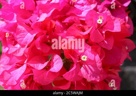 Schöne tropische exotische rosa oder rote Bougainvillea Blumen auf einem Zweig auf einem grünen Hintergrund in asiatischen Blumen. Nahaufnahme von Makrofotos Stockfoto