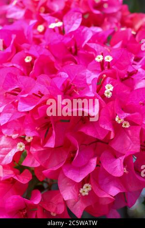 Schöne tropische exotische rosa oder rote Bougainvillea Blumen auf einem Zweig auf einem grünen Hintergrund in asiatischen Blumen. Nahaufnahme von Makrofotos Stockfoto