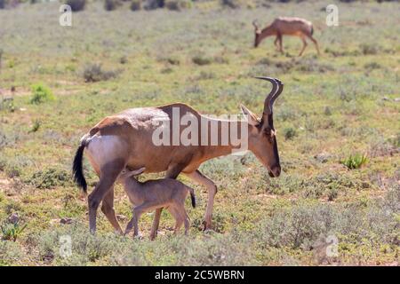 Red Hartebeest (Alcelaphus buselaphus / caama), Addo Elephant National Park, Eastern Cape, Südafrika Neugeborenes Kalb säugt Mutter Stockfoto