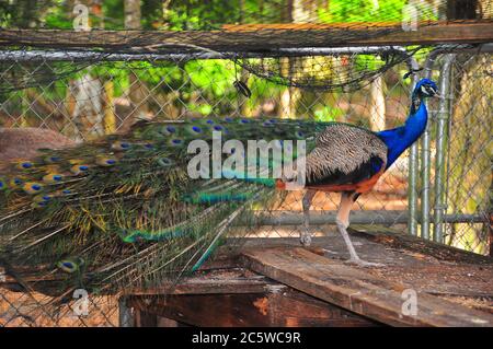 Ein stolzer und schöner Pfau schlendert um den Farmstall und zeigt sein Gefieder. Stockfoto