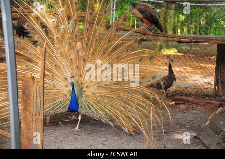 Ein stolzer und schöner Pfau schlendert um den Farmstall und zeigt sein Gefieder. Stockfoto