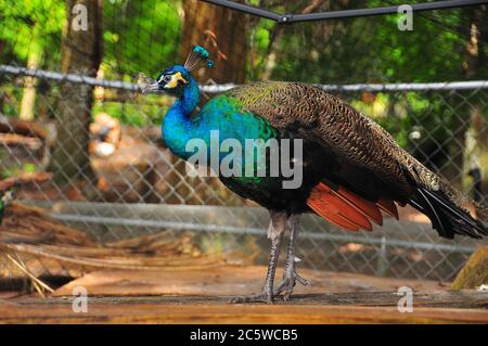 Ein stolzer und schöner Pfau schlendert um den Farmstall und zeigt sein Gefieder. Stockfoto