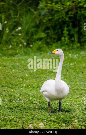 Bewick's Swan (Cygnus bewickii) steht seitwärts im Wildfowl & Wetlands Trust in Arundel. West Sussex, Südostengland Stockfoto