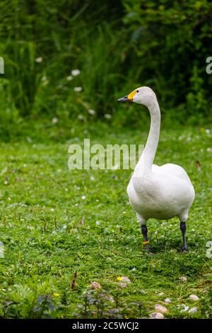 Bewick's Swan (Cygnus bewickii) steht seitwärts im Wildfowl & Wetlands Trust in Arundel. West Sussex, Südostengland Stockfoto