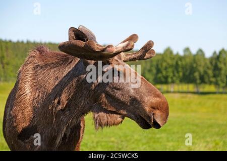 Ein erwachsener Elchbulle aus der Nähe in Bjurholm Stockfoto
