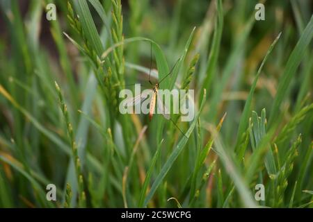 Tiger-kranefly auf einer Klinge des Grases Stockfoto