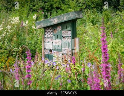 Sommer-Wildblumen blühen um ein Insektenhotel im Wildfowl & Wetlands Trust in Arundel. West Sussex, Südostengland Stockfoto