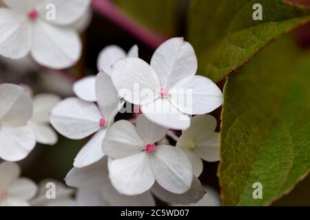 Hortensia vanille fraise Stockfoto