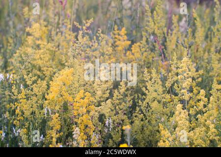 Eine blühende Wiese in voller Blüte verschiedener Gräser in der Sommerdämmerung. Natürlicher Hintergrund. Stockfoto