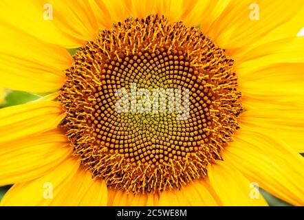 Nahaufnahme der Sonnenblume. Organische und natürliche Blume gelben Hintergrund. Makroansicht Stockfoto