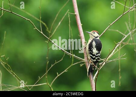 Jungtier-Buntspecht (Dendrocopos major) klettert auf Baumstumpf und zeigt unreifes Gefieder. Grüne Eiche Woodland Hintergrund. Juni 2020 Stockfoto