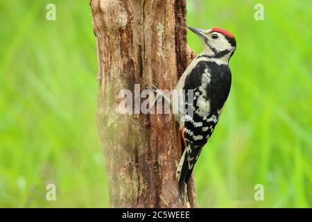 Jungtier-Buntspecht (Dendrocopos major) klettert auf Baumstumpf und zeigt unreifes Gefieder. Grüne Eiche Woodland Hintergrund. Juni 2020 Stockfoto