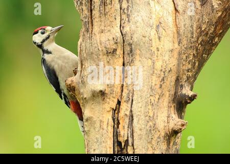 Jungtier-Buntspecht (Dendrocopos major) klettert auf Baumstumpf und zeigt unreifes Gefieder. Grüne Eiche Woodland Hintergrund. Juni 2020 Stockfoto