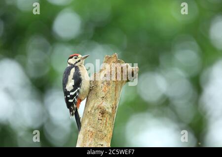 Jungtier-Buntspecht (Dendrocopos major) klettert auf Baumstumpf und zeigt unreifes Gefieder. Grüne Eiche Woodland Hintergrund. Juni 2020 Stockfoto