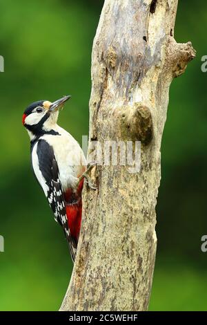 Erwachsener Männchen großer Specht (Dendrocopos major) klettert auf Baumstumpf, zeigt rote Nape Markierung. Grüne Eiche Woodland Hintergrund. Juni 2020 Stockfoto